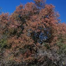 Image result for Spirostachys africana