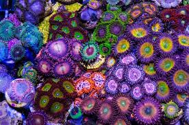 Zoanthids And Palytoxin Reef Aquarium Saltwater Tank Marine Aquarium