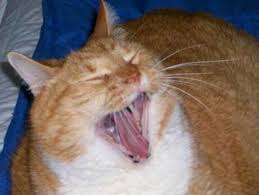 Is your cat's meowing keeping you up at night? Why Is My Cat Crying Mspca Angell