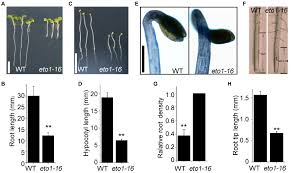 Sign up to get notified as soon as new sam ah chow & co jobs are posted. Frontiers Essential Roles Of The Linker Sequence Between Tetratricopeptide Repeat Motifs Of Ethylene Overproduction 1 In Ethylene Biosynthesis Plant Science