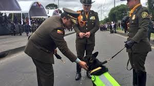 Ya todo el que sea úsuga es malo. Colombia S Most Powerful Cartel Offers 70k For Police Sniffer Dog That Busted Tons Of Coke Rt World News