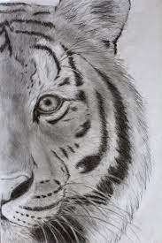 Pin On Tyger
