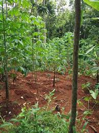 Jul 05, 2019 · contoh pertanyaan wawancara dengan petani padi singkong cabai tomat kacang sayuran bahasa sunda untuk mewawancarai seorang petani misalnya seperti petani padi petani tomat petani kacang petani sayuran ataupun dengan petani cabai pada dasarnya untuk pertanyaanya menurut saya sama saja hanya tinggal disesuaikan sedikit nanti dibagian pertanyaannya. Laporan Hasil Wawancara Budidaya Tanaman Singkong Pengetahuanku79 Blogspot Com