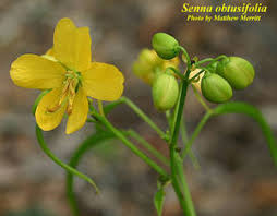 Image result for Senna obtusifolia