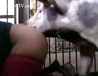 Maybe you would like to learn more about one of these? Zoophilie Femme Avec Cochon Video Porno Extreme Luxuretv
