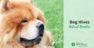 Dog Hives Urticaria Symptoms Causes And Home Treatment