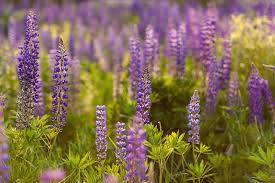 L) the genus lupinus includes hundreds of species, many native to north america.* most lupinus species are herbaceous perennial plants, generally growing 1 to 2 feet tall. Lupine Pflanzen Pflegen Vermehren Schoner Wohnen