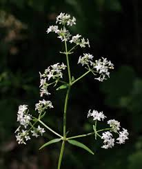 Image result for Galium