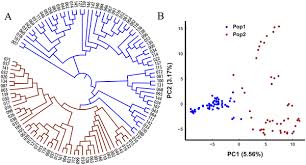 Image result for Oenanthe mildbraedii