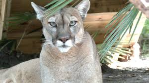 Both panther and puma are very interesting creatures of the animal kingdom, and the importance is mainly because of the colloquial usage. Cougars And Florida Panthers Youtube