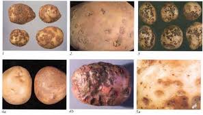 Detection Of Potato Tuber Diseases Defects Fact Sheet