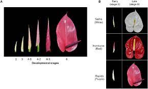 Comparative Transcriptomic Analysis Reveals Key Components Controlling Spathe Color In Anthurium Andraeanum Hort Biorxiv
