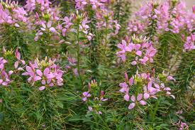 Image result for Cleome houtteana