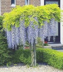 Blauregen Kletterpflanzenwinterhart Blauregen Idee Giardino Esterno Idee Giardino Giardinaggio