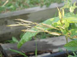 Watch the developing arugula seed pods carefully, since they explode when they are. Seed Saving Is The New Canning Gradually Greener