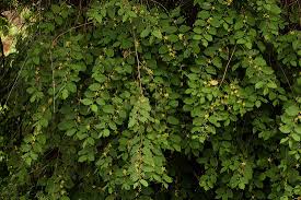 Image result for Grewia olukondae