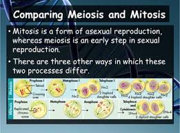This will produce __ 4 ___ daughter cells, each with __ 10 ____ chromosomes. Biology Genetics 11 4 Meiosis Powerpoint And Guided Notes Tpt