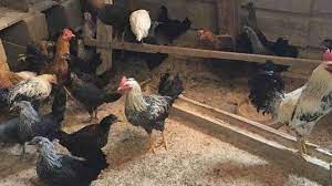 دجاج بلدي للبيع بالرياض