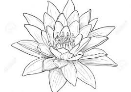 Flower Lily Flower Easy Drawing Water lily original pattern tutorial. flower lily flower easy drawing