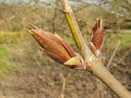 Image result for Brownleea parviflora