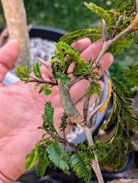 Image result for Acacia cornigera