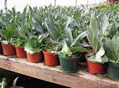 We have a variety of staghorn ferns including hanging wooden baskets, various size pieces, majestic plaques, and large hanging metal baskets. Staghorn Fern Mounted Wrong