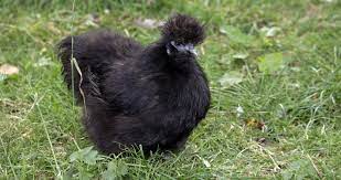 Jun 22, 2019 · the silkie chicken breed is one of the most bizarre breeds of chickens, offering backyard chicken keepers entertaining personalities, sweet temperaments, and gorgeous appearances to boot. Black Silkie Chickens Scrumptious Silkies