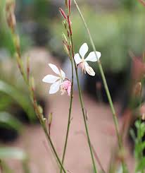 It is one of my favorite things to grow. Gaura Lindheimeri Lavender