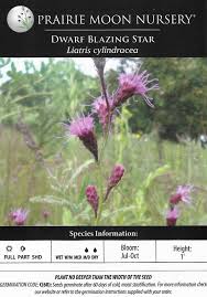Image result for Indigofera cylindracea