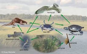 Salt Marsh Food Web Salt Marsh Marsh Food Web