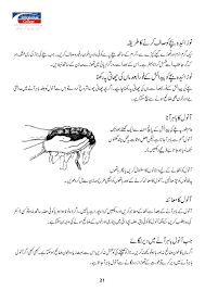 Urdu Pregnant Manual