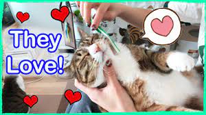 How to get rid of cat acne. How To Treat Cat Acne At Home Dirty Cat Chin Youtube