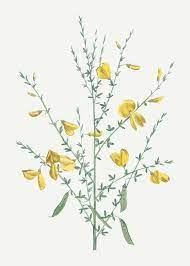 Download Yellow Broom Flowers For Free Plant Vector Vector Free Planting Flowers