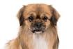 Tibetan Spaniel Dog Breed Information and Pictures