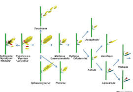 Image result for Alinula paradoxa