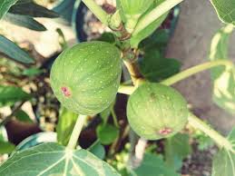 いちじくの育て方 植え付けや肥料の与え方は 鉢植え栽培もできる Greensnap グリーンスナップ