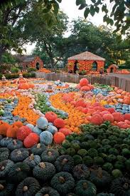 Pin By Opus Grows On Traveling World Best Pumpkin Patches Botanical Gardens Dallas Arboretum