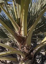 Nannorrhops ritchiana demonstrating salt tolerance. Nannorrhops Ritchiana Palmeras Y Jardines