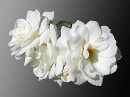 We did not find results for: Flower Roses White Free Photo On Pixabay