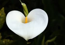 Les 10 Plus Belles Fleurs Blanches Du Jardin Zantedeschia Lily Wallpaper Calla Lily