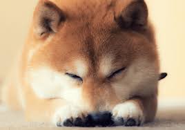 A small, alert and agile dog that copes very well with mountainous terrain and hiking trails. Shiba Inu Im Rasseportrait Alles Zur Beliebten Zuchtung