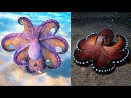 10 Most Beautiful Octopus Species In The World Youtube Octopus Species Beautiful Sea Creatures Octopus