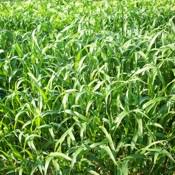 Résultat de recherche d'images pour "sudan grass rkn"