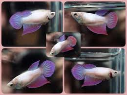 3 identifying male and female betta fish. Live Betta Fish Fancy Pink Violet White Vt Veiltail Female F679 Betta Fish Betta Siamese Fighting Fish