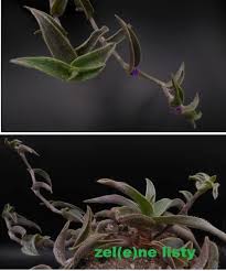 Image result for Cyanotis sp. aff. C. lapidosa