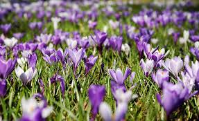 Image result for poze primavara
