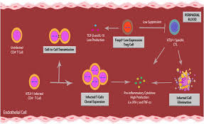 Image result for HTLV1