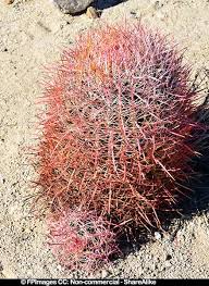 The barrel cacti bloom and set fruit in the summer. Plan A Trip To Joshua Tree National Park At Oasis Of Mara Visitors Center