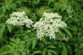 What to do with elder flowers. American Elderberry Plant Care Growing Guide