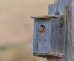 For one of the best pest control companies serving midland, tx, contact american pest control. Promoting Beneficial Raptors Identification Pest Control Services And Management Eorganic